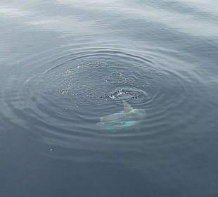 Ein Mola Mola (Mondfisch) vor Los Angeles