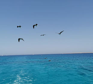 Auf der Rückfahrt von Orange Bay Insel