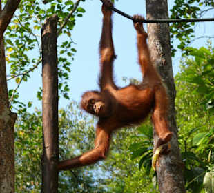 Orangutan