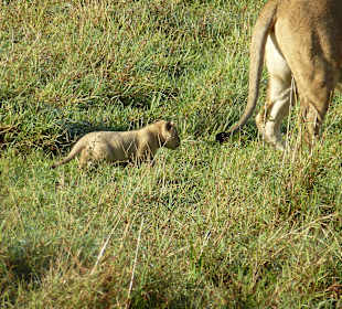 Mama nicht so schnell, ich hab kurze Beine