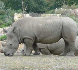 Nashorn