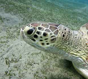 Schnorcheln Abu Dabab