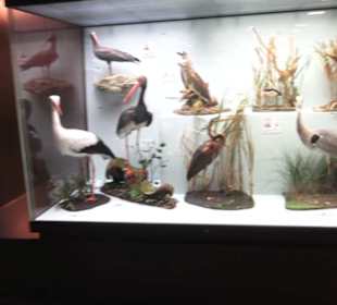 Zoologisches Museum