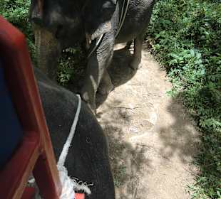 Elefanten Safari