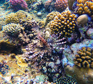 Schnorcheln Marsa Alam