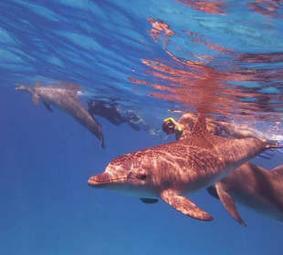 Schwimmen mit freilebenden Delfinen...