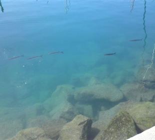 Tolles und sauberes Wasser im Hafenbecken!