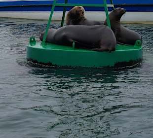 Ausflug Ballestas Inseln