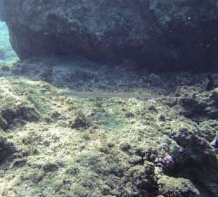 Riff versandet wegen künstlicher Strand