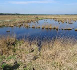 Rundgang durch das Stapeler Moor