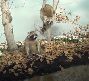 Museum Jagdtier + Vogelkunde