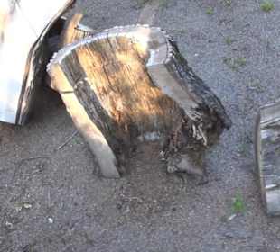 Real Jardín Botánico de Madrid