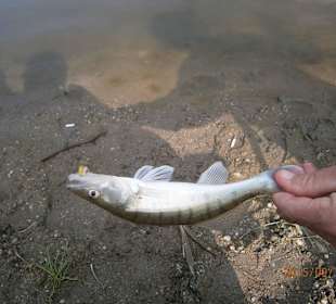 Zander juvenile on a few maggots