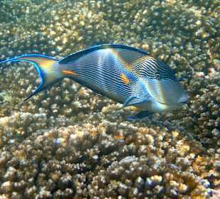 Unterwasserwelt Musandam