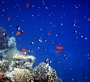 Schnorcheln Marsa Alam