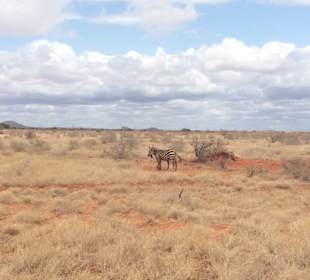 Tsavo East National Park, 1. Tag