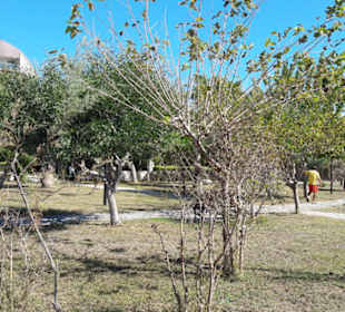 Sträucher teils schon etas kahl