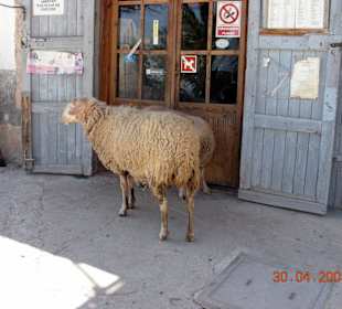 Schafe kommen da nicht rein! Jedenfalls nicht so