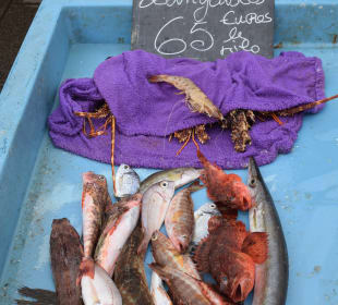 Fischmarkt im Hafen