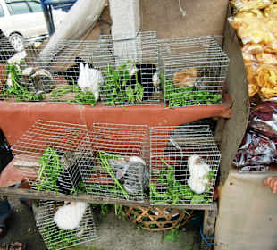 Rundreise mit Guide Wayan Pageh Market