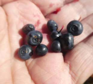 Stärkung auf dem Weg zum Kleinen Arber