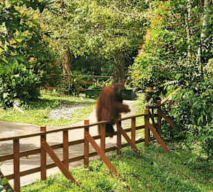 Semenggoh Orang Utan Rehabilitations Center