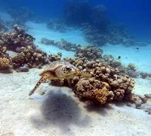 Schnorcheln Makadi Bay