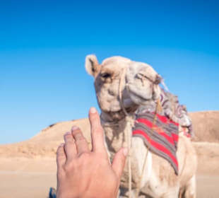 A beautiful day with one of our camels