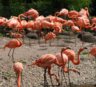 Vogelpark Walsrode