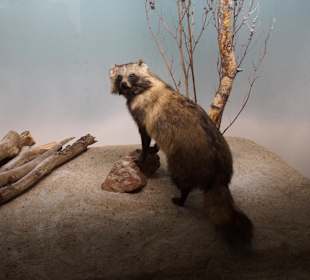 Vogel-und Jagdtierkunde