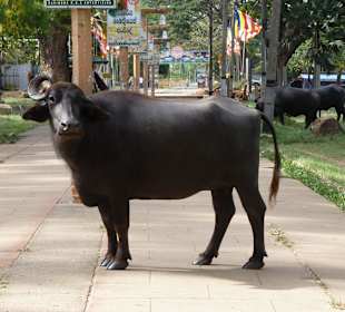 Wasserbüffel auf dem Weg