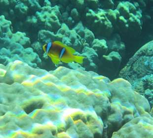 Schnorcheln Marsa Alam