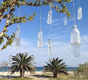 "Flaschenbaum" am Strand von Nea Potidea