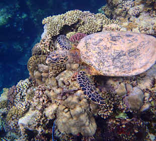 Täglicher Begleiter