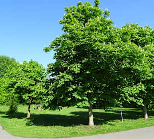 Rundweg um den Sodenmattsee