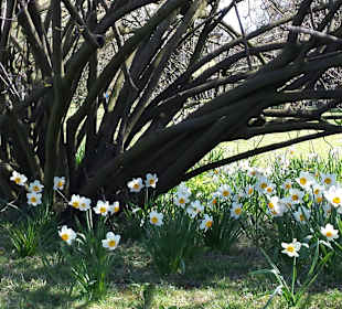 Frühling im Westfalenpark Dortmund
