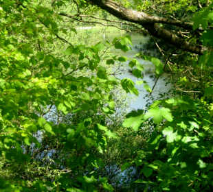 Blick durch die Bäume auf den Eisweiher