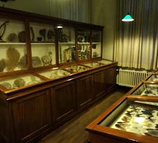 Naturalien-Kabinett des Landesmuseums