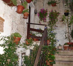 Blumen in der Innenstadt