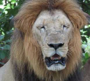 Löwe vom Spaziergang 