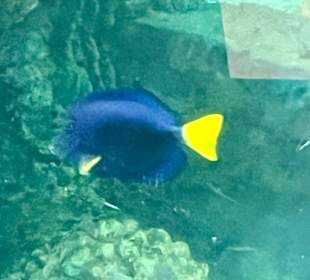 Glasbodenboot Tour Hurghada