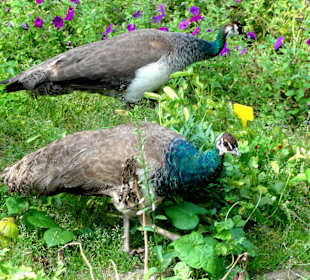 Rundgang durch den Botanischen Garten Oldenburg