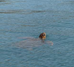Schildkröte im Hafen von Argostoli