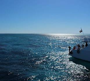 Wypatrujemy delfinów