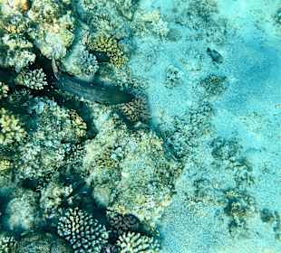 Schnorcheln Marsa Alam