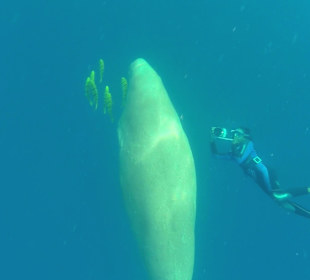 Schnorcheln Abu Dabbab