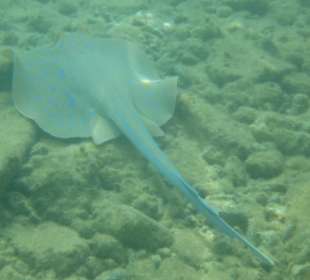 Blaupunkt beim Schnorcheln