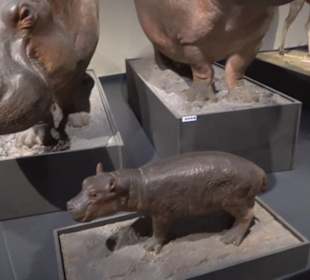Museum der Naturkunde