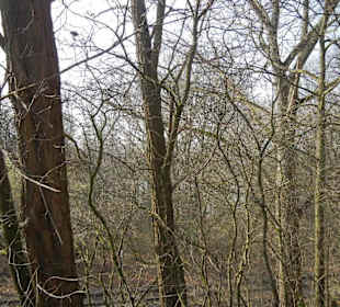 Wunderschöne Boberger Niederung