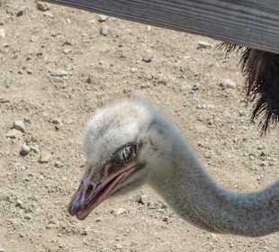 Straußenfarm: Strauß